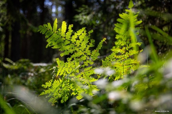 Беларусь наводняют медведи или это утка? Разбираемся, не опасно ли сейчас ходить по лесам Беларусь наводняют медведи или это утка? Разбираемся, не опасно ли сейчас ходить по лесам