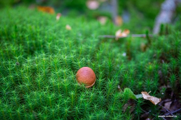 Беларусь наводняют медведи или это утка? Разбираемся, не опасно ли сейчас ходить по лесам Беларусь наводняют медведи или это утка? Разбираемся, не опасно ли сейчас ходить по лесам