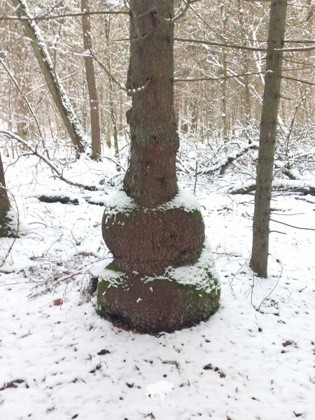 Чудеса природы. «Дерево-матрёшку» обнаружили в Беловежской пуще