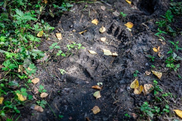 Беларусь наводняют медведи или это утка? Разбираемся, не опасно ли сейчас ходить по лесам Беларусь наводняют медведи или это утка? Разбираемся, не опасно ли сейчас ходить по лесам