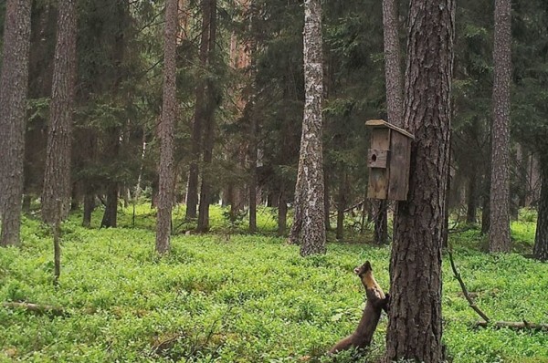 Показываем, что фиксируют фотоловушки в наших лесах