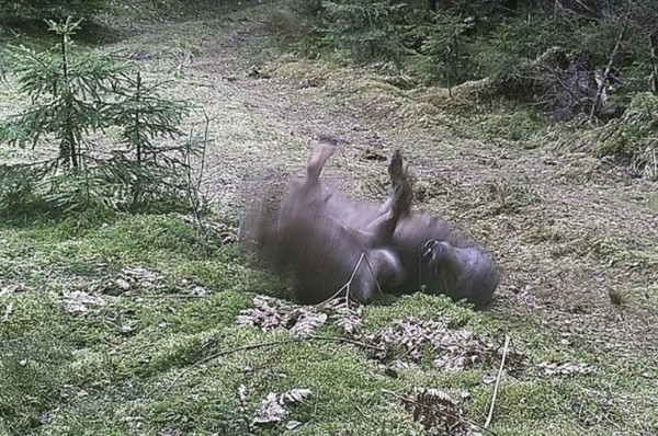 Показываем, что фиксируют фотоловушки в наших лесах