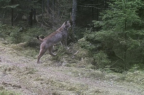 Показываем, что фиксируют фотоловушки в наших лесах