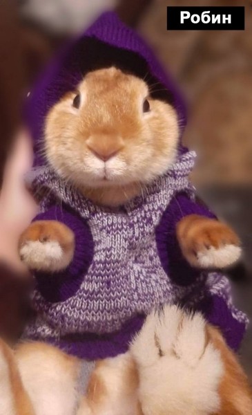 Талисманом Бреста 2023-го года стал кролик Тузик Талисманом Бреста 2023-го года стал кролик Тузик