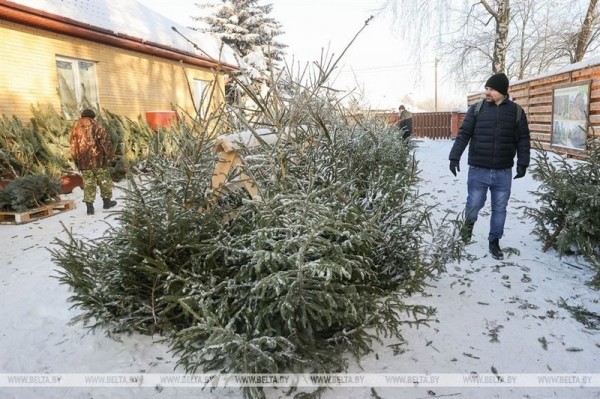 Брест стал первым городом, где начались продажи живых новогодних деревьев Брест стал первым городом, где начались продажи живых новогодних деревьев