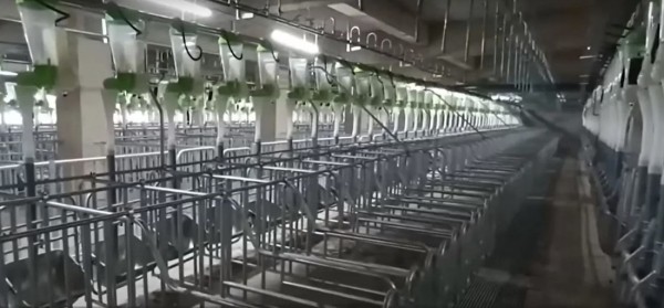 В Китае построили небоскреб, жить в котором будут только свиньи