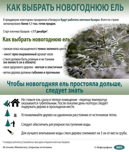 Брест стал первым городом, где начались продажи живых новогодних деревьев Брест стал первым городом, где начались продажи живых новогодних деревьев