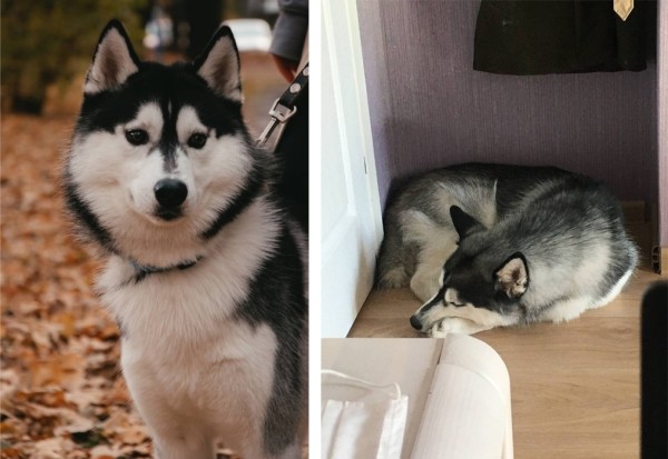 Белорусы рассказали о своих тратах на собак