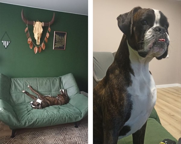 Белорусы рассказали о своих тратах на собак