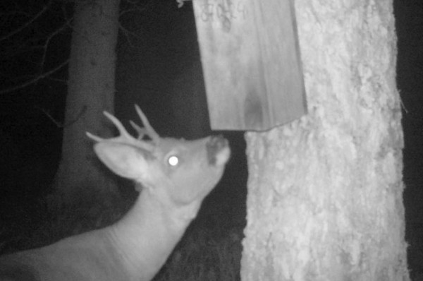 Показываем, что фиксируют фотоловушки в наших лесах