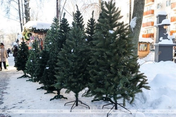 Брест стал первым городом, где начались продажи живых новогодних деревьев Брест стал первым городом, где начались продажи живых новогодних деревьев
