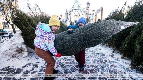 Брест стал первым городом, где начались продажи живых новогодних деревьев Брест стал первым городом, где начались продажи живых новогодних деревьев