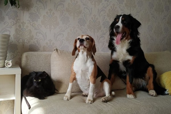 Белорусы рассказали о своих тратах на собак