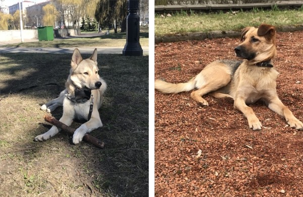 Белорусы рассказали о своих тратах на собак