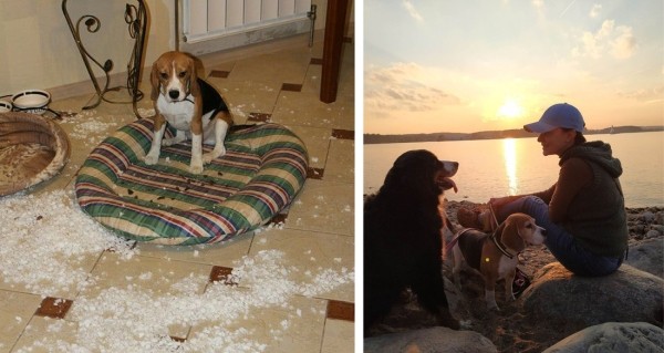 Белорусы рассказали о своих тратах на собак