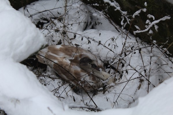 В Беларуси спасли лебедя. Подробности случая В Беларуси спасли лебедя. Подробности случая