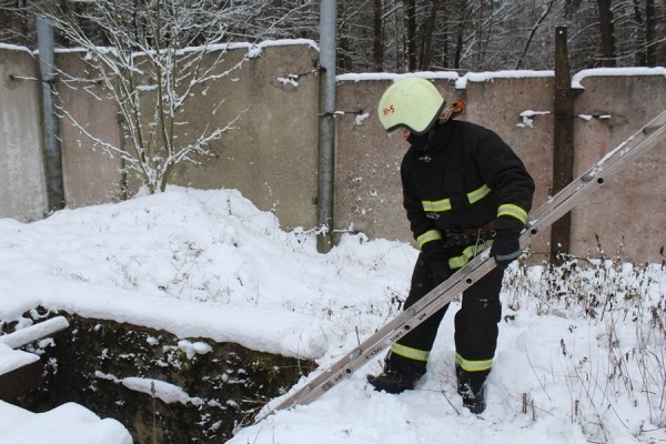 В Беларуси спасли лебедя. Подробности случая В Беларуси спасли лебедя. Подробности случая