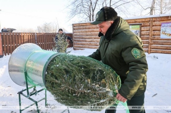 Брест стал первым городом, где начались продажи живых новогодних деревьев Брест стал первым городом, где начались продажи живых новогодних деревьев