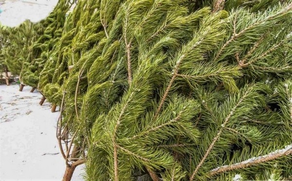 В Жабинке вместо уличного катка будет елочный базар В Жабинке вместо уличного катка будет елочный базар