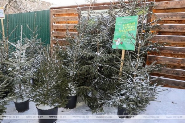 Брест стал первым городом, где начались продажи живых новогодних деревьев Брест стал первым городом, где начались продажи живых новогодних деревьев