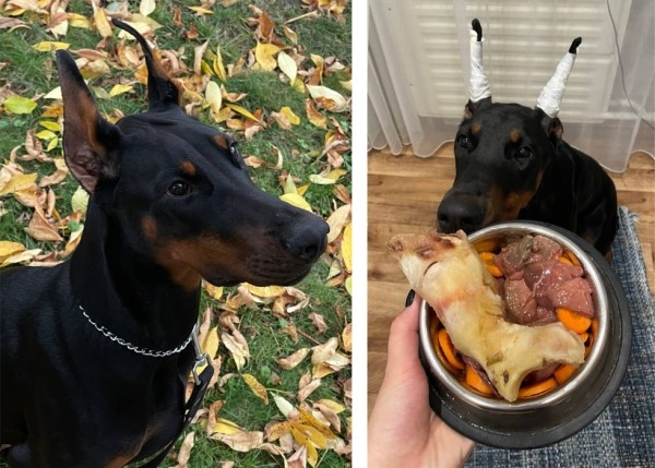 Белорусы рассказали о своих тратах на собак