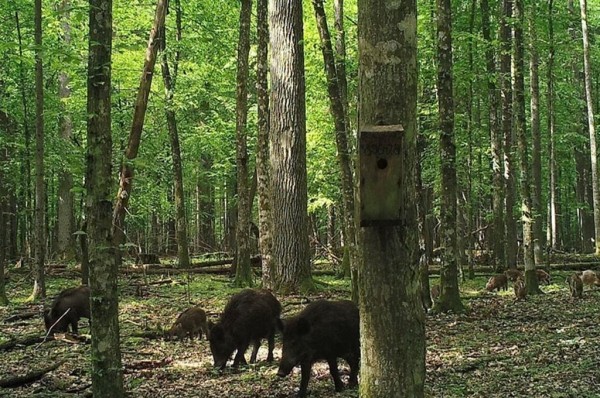 Показываем, что фиксируют фотоловушки в наших лесах