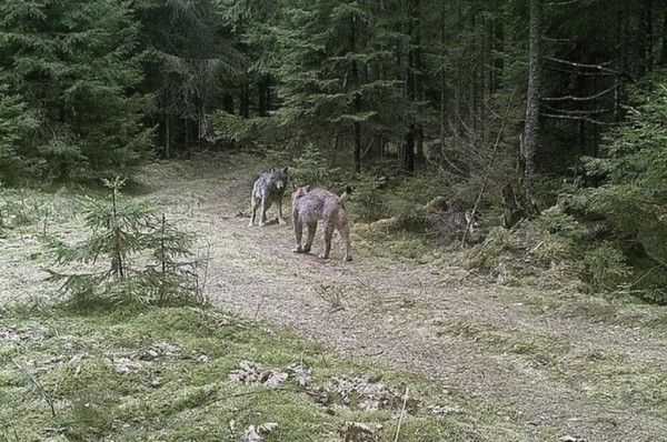 Показываем, что фиксируют фотоловушки в наших лесах