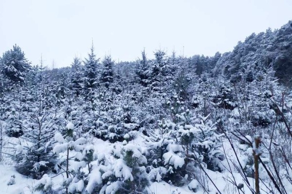 В лесу родили ёлочку. Метровая лесная красавица с момента посадки семян растет минимум 8 лет