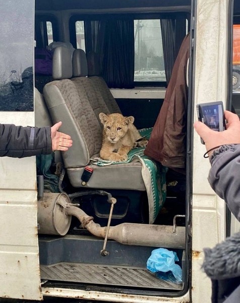 Трехмесячного львенка везли среди личных вещей в микроавтобусе из России в Беларусь. Документов у водителя не было