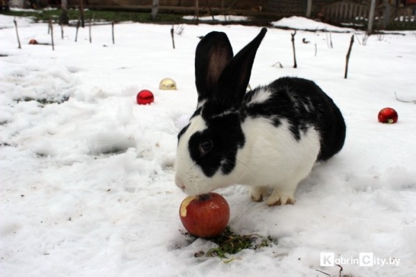 Ещё год назад у кобринчанки Натальи из питомцев были только кот и собака, а сейчас у неё уже более 50-ти кроликов Ещё год назад у кобринчанки Натальи из питомцев были только кот и собака, а сейчас у неё уже более 50-ти кроликов
