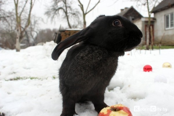 Ещё год назад у кобринчанки Натальи из питомцев были только кот и собака, а сейчас у неё уже более 50-ти кроликов Ещё год назад у кобринчанки Натальи из питомцев были только кот и собака, а сейчас у неё уже более 50-ти кроликов