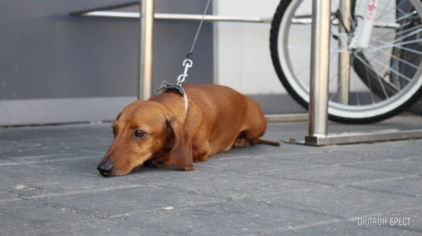 Налог на собак в Беларуси: кто должен платить, в каком размере и что ждет нарушителей?