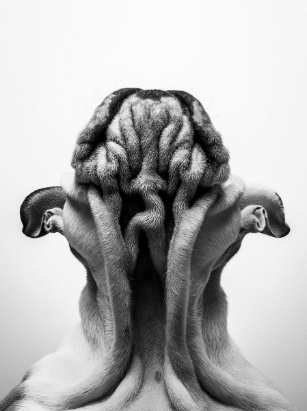 Опубликованы лучшие фото Dog Photography Awards 2022