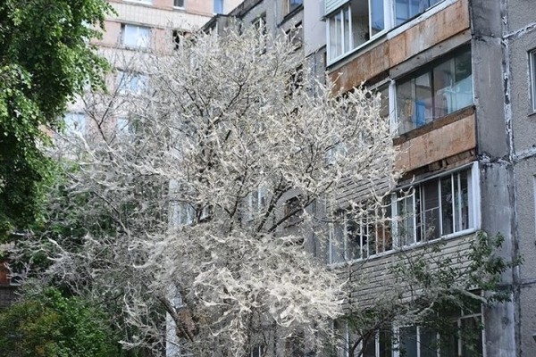 «Эта бабочка пугает людей». Энтомолог о новом вредителе в Гомельской и Брестской областях