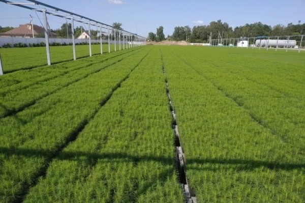 В лесу родили ёлочку. Метровая лесная красавица с момента посадки семян растет минимум 8 лет