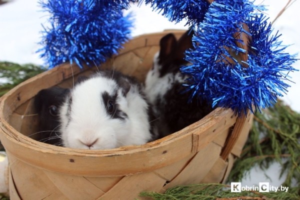 Ещё год назад у кобринчанки Натальи из питомцев были только кот и собака, а сейчас у неё уже более 50-ти кроликов Ещё год назад у кобринчанки Натальи из питомцев были только кот и собака, а сейчас у неё уже более 50-ти кроликов