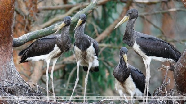 Более 50 мест обитания черного аиста выявлено в Брестской области Более 50 мест обитания черного аиста выявлено в Брестской области