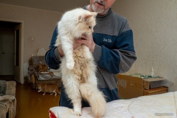 «Я говорил жене: ну невозможно же так жить!» Белоруска приютила дома больше 20 котов, а теперь тяжело больна