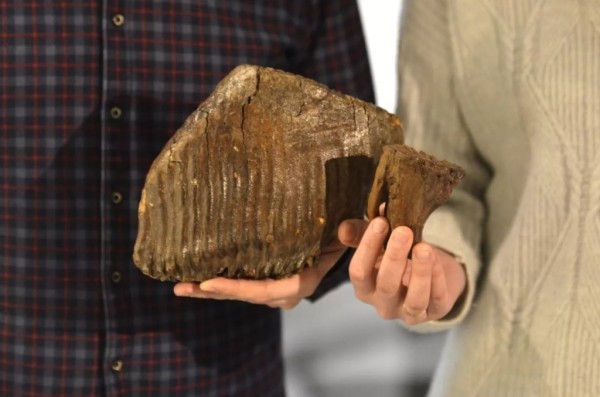 Мужчина нашел зуб мамонта: можно ли продать артефакт в Беларуси? Мужчина нашел зуб мамонта: можно ли продать артефакт в Беларуси?