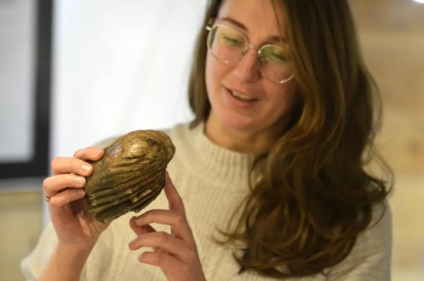 Мужчина нашел зуб мамонта: можно ли продать артефакт в Беларуси? Мужчина нашел зуб мамонта: можно ли продать артефакт в Беларуси?