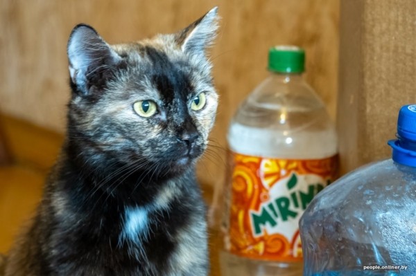 «Я говорил жене: ну невозможно же так жить!» Белоруска приютила дома больше 20 котов, а теперь тяжело больна