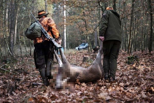 Борьба с браконьерами и альтернатива истреблению животных. Узнали, как на Брестчине контролируют охотников