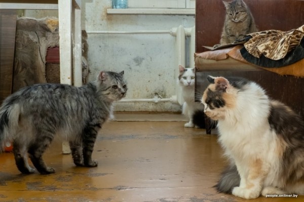 «Я говорил жене: ну невозможно же так жить!» Белоруска приютила дома больше 20 котов, а теперь тяжело больна