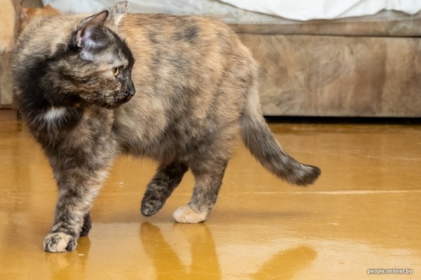 «Я говорил жене: ну невозможно же так жить!» Белоруска приютила дома больше 20 котов, а теперь тяжело больна