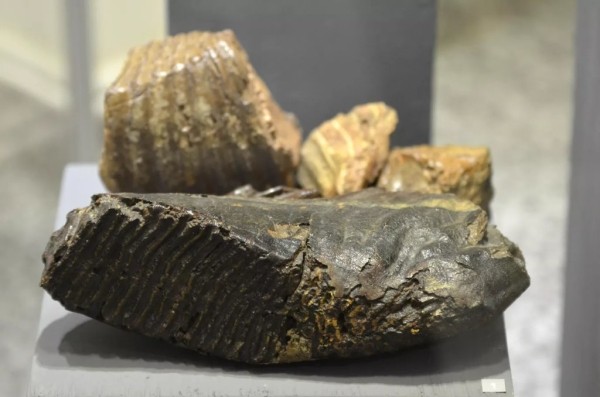 Мужчина нашел зуб мамонта: можно ли продать артефакт в Беларуси? Мужчина нашел зуб мамонта: можно ли продать артефакт в Беларуси?