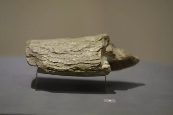 Мужчина нашел зуб мамонта: можно ли продать артефакт в Беларуси? Мужчина нашел зуб мамонта: можно ли продать артефакт в Беларуси?