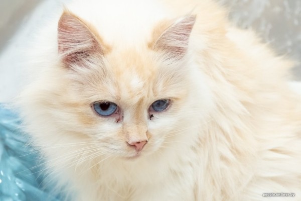 «Я говорил жене: ну невозможно же так жить!» Белоруска приютила дома больше 20 котов, а теперь тяжело больна