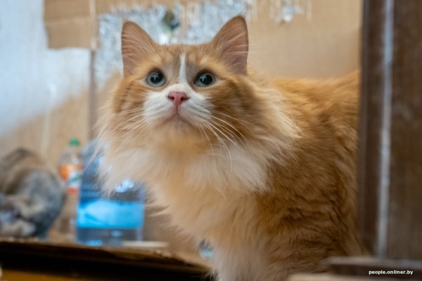 «Я говорил жене: ну невозможно же так жить!» Белоруска приютила дома больше 20 котов, а теперь тяжело больна