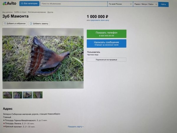 Мужчина нашел зуб мамонта: можно ли продать артефакт в Беларуси? Мужчина нашел зуб мамонта: можно ли продать артефакт в Беларуси?