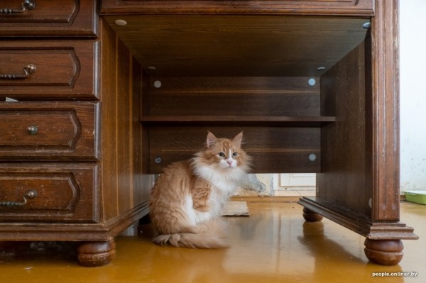 «Я говорил жене: ну невозможно же так жить!» Белоруска приютила дома больше 20 котов, а теперь тяжело больна